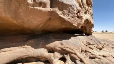 exploring themeshgame s features