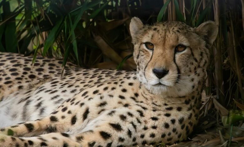 caller profile lookup details